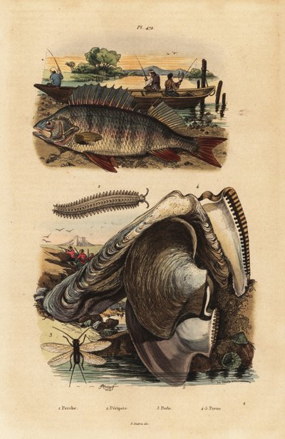 Perca europea, Perca fluviatilis 1, gusano aterciopelado, Peripatus iuliformis 2, crisopa, Perla marginata 3, y ostra perlera, Isognomon isognomum 4. Perca, Peripatus, Perla, Perla de Unbekannt