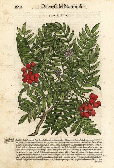 Serbal europeo, Sorbus aucuparia. Grabado en madera coloreado a mano por Wolfgang Meyerpick a partir de una ilustración de Giorgio Liberale de Discorsi di P.A. Matthioli ne i sei libri della Materia Medicinale di Pedacio Dioscoride Anaza de Pietro Andrea M de Unbekannter Künstler