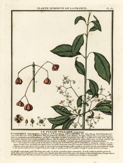 Husillo europeo, Euonymus europaeus. de Unbekannter Künstler