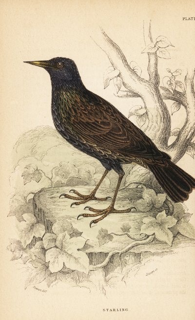 Estornino europeo, Sturnus vulgaris.1889 (grabado) de Unbekannter Künstler