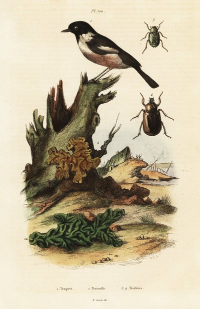 Stonechat europea, cerebro amarillo y escarabajos escarabajos. de Unbekannter Künstler