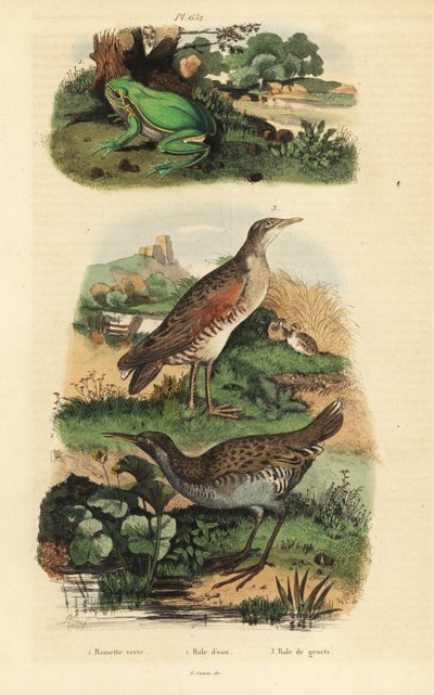Rana arbórea europea, Hyla arborea, rascón europeo, Rallus aquaticus, y guion de codornices, Crex crex de Unbekannt