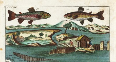 Trucha europea - Técnica de pesca utilizando rápidos artificiales para capturar peces - Trucha marina, Salmo trutta trutta 98, salvelino, Salvelinus alpinus alpinus 99, y métodos de pesca utilizando rápidos artificiales en un río para capturar salmones en  de Unbekannter Künstler