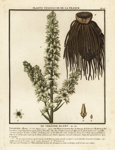 Eléboro blanco europeo, Veratrum album. de Unbekannter Künstler