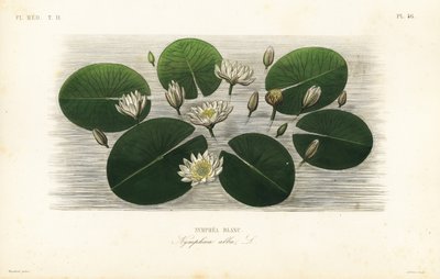 Nenúfar blanco europeo, Nymphaea alba de Unbekannt