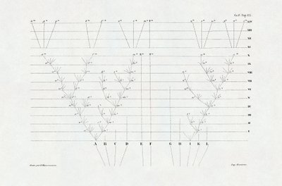 Evolucionismo: esquema de evolución derivado de "El origen de las especies mediante la selección natural o la lucha por la existencia en la naturaleza" de Charles Darwin (1809-1882). de Unbekannter Künstler