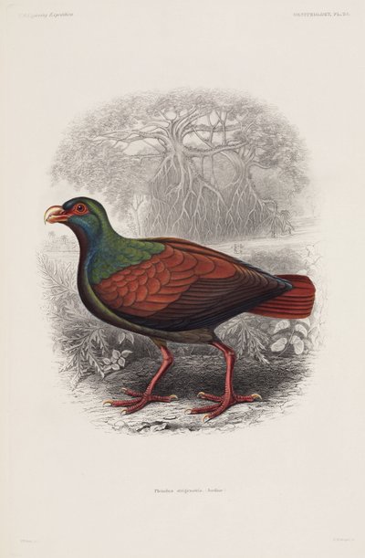 Pájaro exótico de Unbekannt