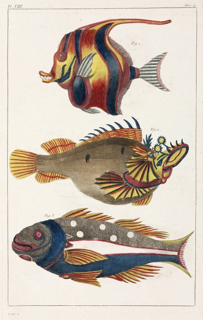 Peces exóticos de las Molucas de Unbekannt