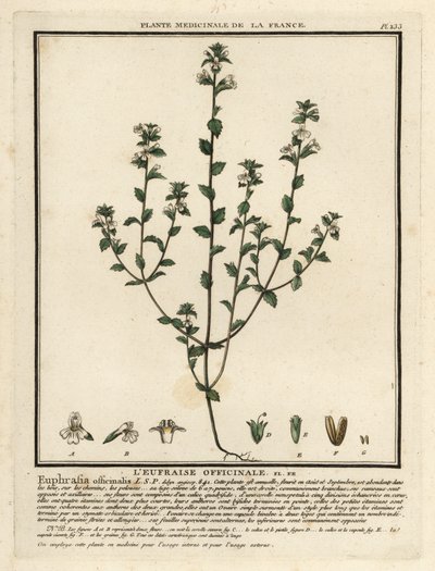 Eufrasia, Euphrasia rostkoviana. de Unbekannter Künstler