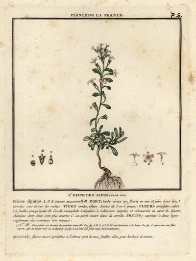 Dedalera de hadas, Erinus alpinus. de Unbekannter Künstler