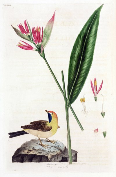 Falsa flor de Ave del Paraíso y lavandera de Unbekannt