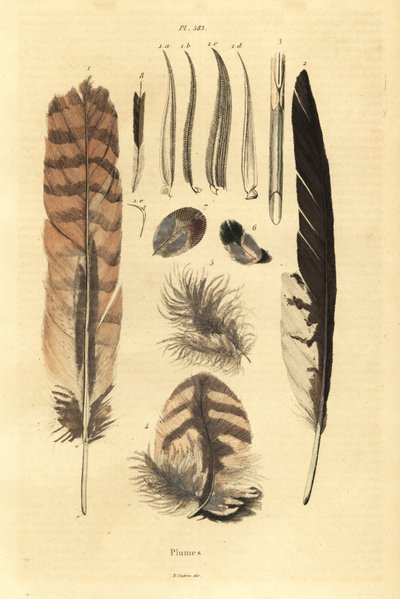 Plumas, penachos, anatomía de aves de Unbekannt