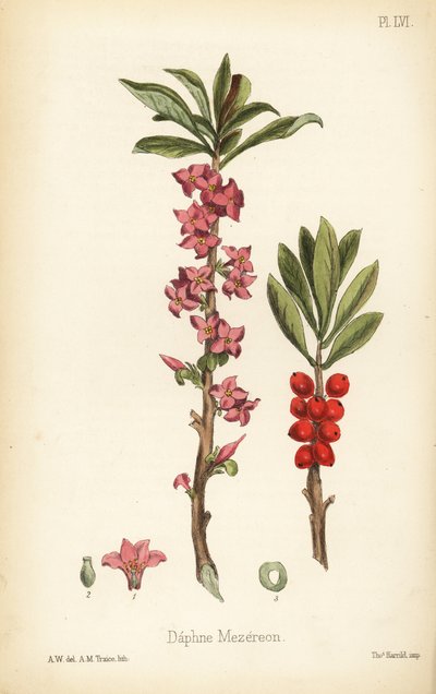 Daphne de febrero, mezereon o laurel tártago, Daphne mezereum (Daphne mezereon). Litografía coloreada a mano por A.M. Traice a partir de una ilustración de A.W. de la Flora Homeopathica de Edward Hamilton, Bailliere, Londres. de Unbekannter Künstler