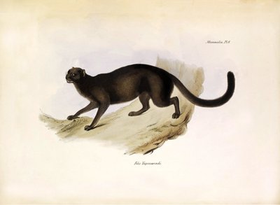 Felis Yagouarondi Jaguarondi o eyra o gato nutria, felino americano descrito por Charles Darwin durante su expedición a bordo del Beagle. Lámina de "The zoology of the voyage of H.M.S. Beagle. described by John Gould, with notice of their habits by Charles de Unbekannter Künstler