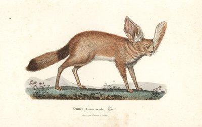 Zorro feneco o fennec, Vulpes zerda. Grabado en cobre coloreado a mano de los Complementos de Buffon de René Primevere Lesson, Pourrat Freres, París. de Unbekannter Künstler