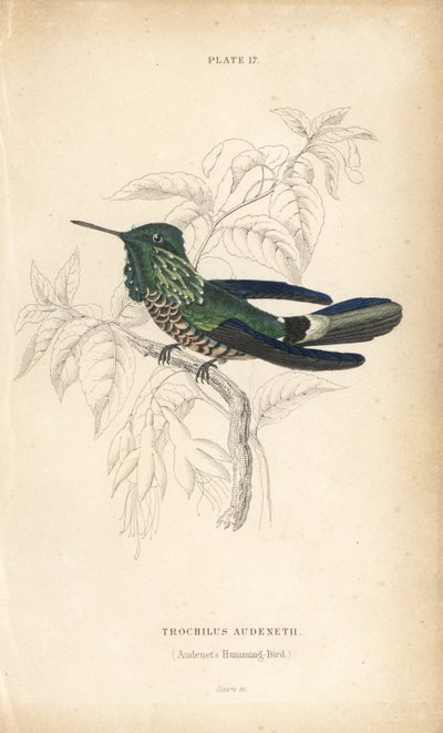 Coqueta festiva, Lophornis chalybeus (colibrí de Audenet, Trochilus audenetii). Grabado en acero coloreado a mano por William Lizars de la Naturalist