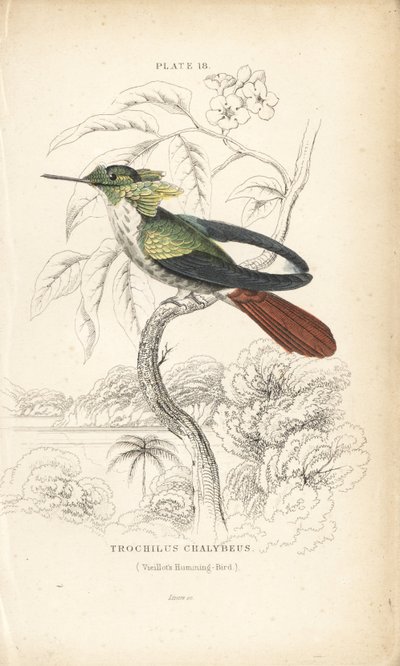 Coqueta festiva, Lophornis chalybeus (colibrí de Vieillot, Trochilus chalybeus). Grabado en acero coloreado a mano por William Lizars de la Naturalist