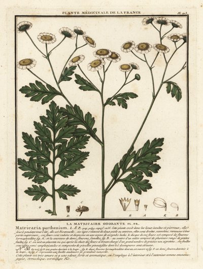 Matricaria, Tanacetum parthenium. de Unbekannter Künstler