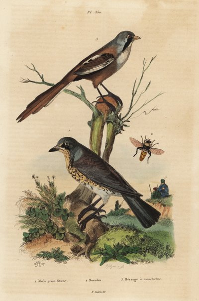 Zorzal real, Turdus pilaris, y bigotudo, Panurus biarmicus de Unbekannt