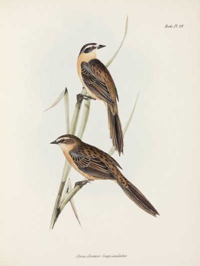 Pinzones, c 1832-1836 de Unbekannter Künstler