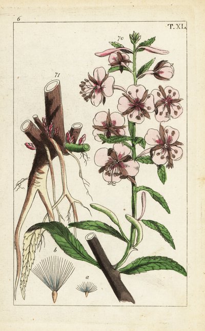 El "fireweed", Epilobium angustifolium. de Unbekannter Künstler