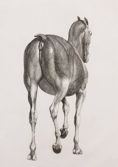 Primera capa disecada de un caballo, vista trasera de Unbekannt