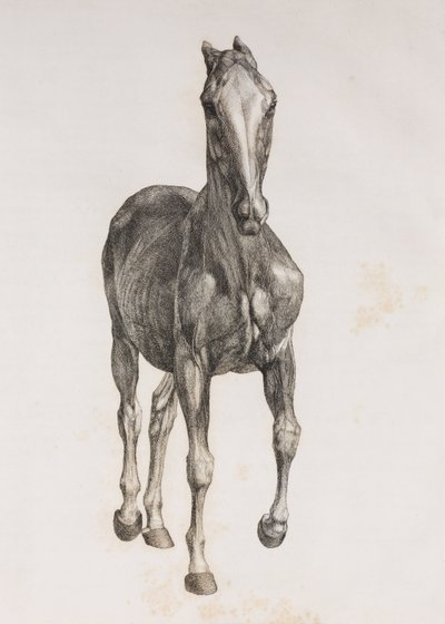 Primera capa disecada de un caballo, vista frontal de Unbekannt