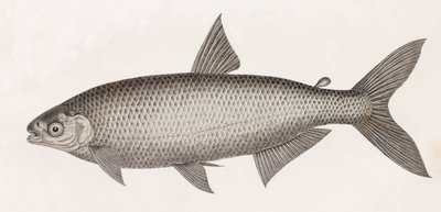 Peces: Le Characin de Unbekannt