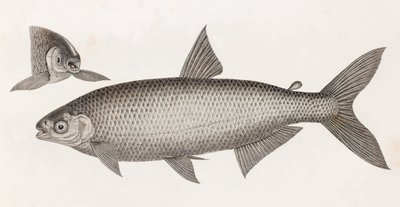 Peces: Le Characin de Unbekannt
