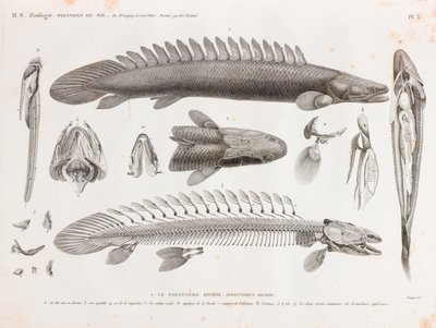 Peces: El Polypterus bichir, anatomía de Unbekannt