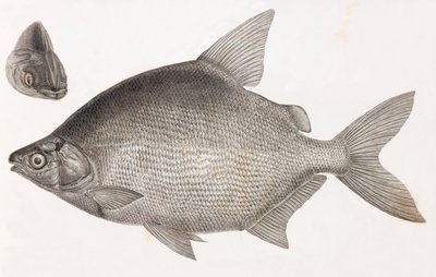 Peces: Le Serrasalme Citharine de Unbekannt