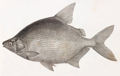 Peces: Le Serrasalme Citharine de Unbekannt