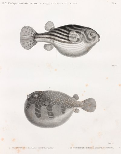 Peces: Tetrodon de Unbekannt