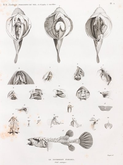 Peces: Tetrodon, anatomía de Unbekannt