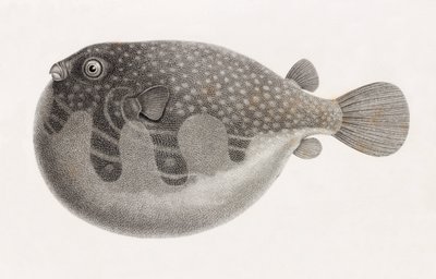 Peces: Tetrodon (detalle) de Unbekannt