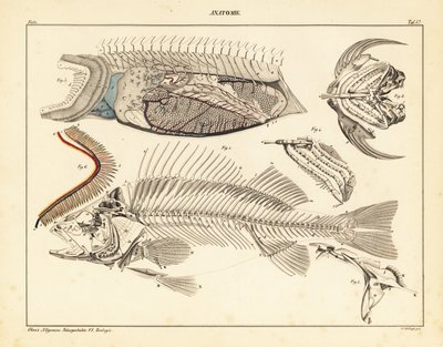 Anatomía del pez mostrando el esqueleto, las branquias, etc.,1841 (litografía) de Unbekannter Künstler