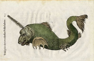 El pez vio (Pristis) en "Ulyssis Aldrouandi... De piscibus libri V et de cetis lib. vnus/Ioannes Cornelius Vteruerius... collegit; Marc. Antonius Bernia in lucem restituit... ", trata de la historia natural de Ulisse Aldrovandi (1522-1605). Bolonia de Unbekannter Künstler
