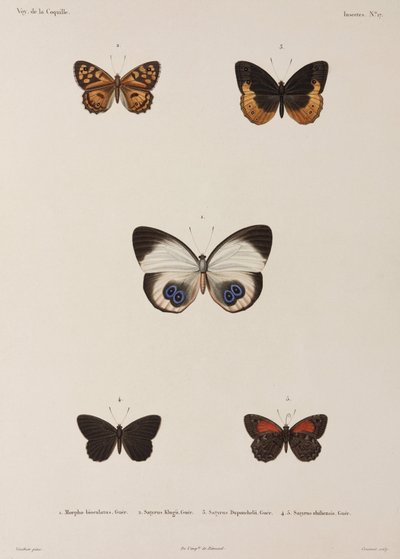 Cinco mariposas, Nueva Guinea de Unbekannt