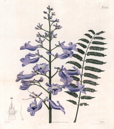 Flamboyant blue or oyster tree - Helecho de Trinidad, Jacaranda mimosifolia (Jacaranda de hoja ovalada, Jacaranda ovalifolia). Grabado en cobre coloreado a mano por Weddell a partir de una ilustración de John Curtis del "Botanical Magazine" de Samuel Curti de Unbekannter Künstler