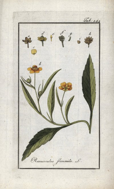 Ranúnculo de llama o pequeño foso o pequeña llama (Ranunculus flammula). Litografía de "Afbeelding der Artseny-Gewassen" de Johannes Zorn (1739-1799), Países Bajos de Unbekannter Künstler