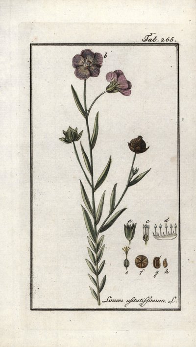 Linaza (Linum usitatissimum). Litografía de "Afbeelding der Artseny-Gewassen" de Johannes Zorn (1739-1799), Países Bajos. de Unbekannter Künstler