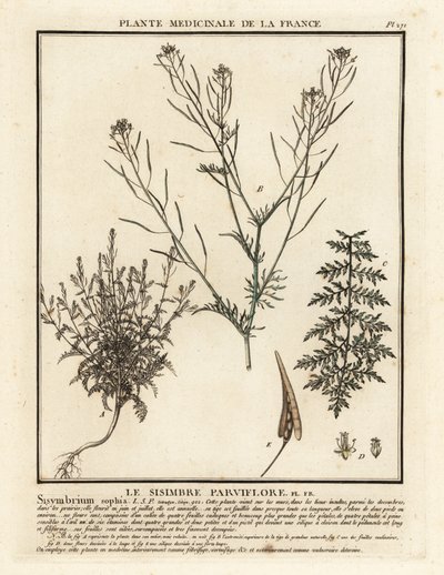 Flixweed, Descurainia sophia. de Unbekannter Künstler