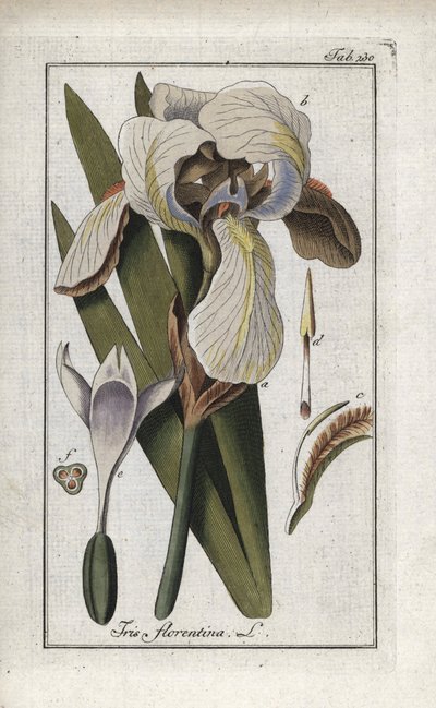 Iris florentino o iris de Florencia (Iris florentina). Litografía de "Afbeelding der Artseny-Gewassen" de Johannes Zorn (1739-1799), Países Bajos de Unbekannter Künstler