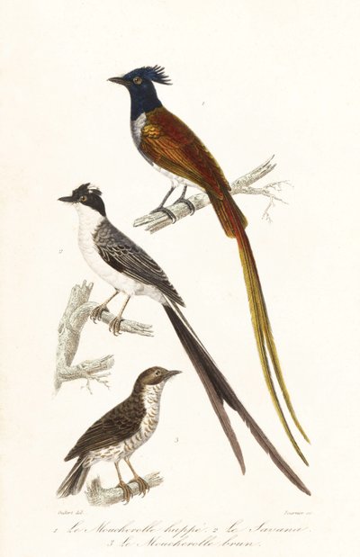 Papamoscas y elaenia del Caribe. de Unbekannter Künstler
