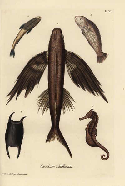 Pez volador, Exocoetus volitans 1, pez ventosa, Remora remora 2, barramundi, Lates calcarifer 3, escama 4, caballito de mar, Hippocampus species 5. Grabado en cobre coloreado a mano según una ilustración de Christian Leinberger de la obra Deliciae de Georg de Unbekannter Künstler