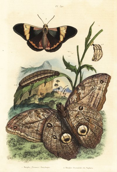 Mariposa búho gigante del bosque, Caligo eurilochus 1 y mariposa Brassolis sophorae, pupa y oruga 2 de Unbekannt