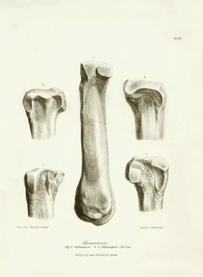 Huesos fósiles (metatarso y metacarpo) del desaparecido animal prehistórico Macrauchenia descrito por Charles Darwin durante su expedición a bordo del Beagle. Lámina de "The Zoology of the voyage of H.M.S. Beagle under the command of Captain Fitzroy during de Unbekannter Künstler