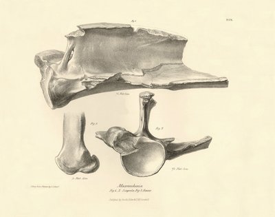 Huesos fósiles (escápula) del desaparecido animal prehistórico Macrauchenia descrito por Charles Darwin durante su expedición a bordo del Beagle. Lámina de "The Zoology of the voyage of H.M.S. Beagle under the command of Captain Fitzroy during the years 18 de Unbekannter Künstler