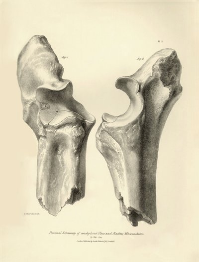 Huesos fósiles (cúbito y radio) del desaparecido animal prehistórico Macrauchenia descrito por Charles Darwin durante su expedición a bordo del Beagle. Lámina de "The Zoology of the voyage of H.M.S. Beagle under the command of Captain Fitzroy during the ye de Unbekannter Künstler