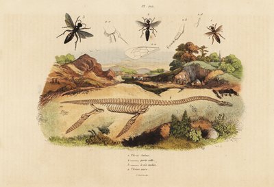 Esqueleto fósil de un plesiosaurio extinto y avispas, especies de Plesia de Unbekannt